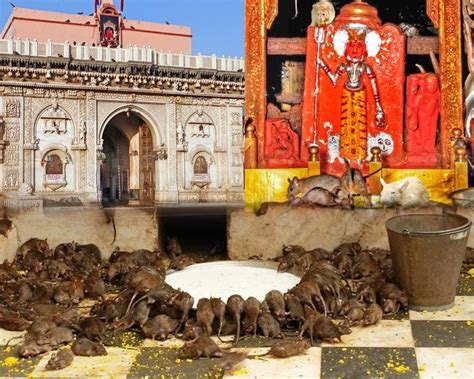 The Rat Temple of India : Where 20,000 Rats are Revered as Sacred Beings | by Manjul Chawla | Medium