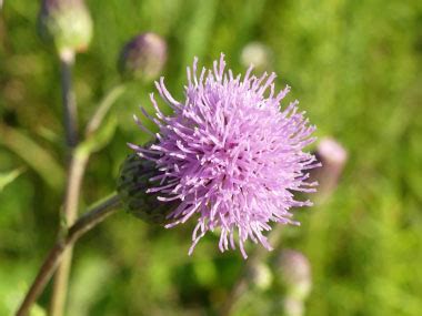 Canada Thistle: Pictures, Flowers, Leaves & Identification | Cirsium arvense