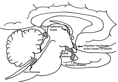 What are the circumventricular organs? — Brain Stuff