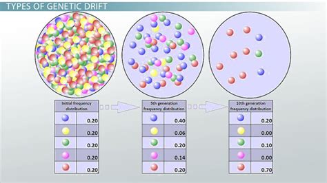 Genetic Drift: Definition, Examples & Types - Video & Lesson Transcript ...