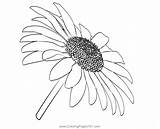 Cute Daisy Coloring Pages sketch template