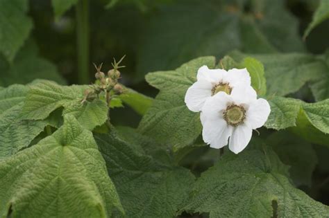 Thimbleberry Flowers --(Rubus parviflorus)