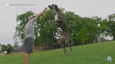 Texas Great Dane 'Zeus' crowned 'world's tallest living dog' by Guinness World Records - ABC30 ...