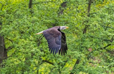 Bald Eagle bird of prey stock image. Image of bald, nature - 222221605