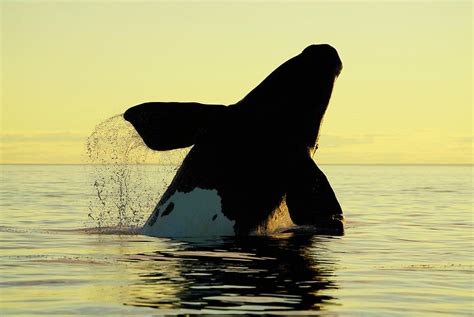 Right Whale Breaching At Sunset Photograph by Hiroya Minakuchi | Fine ...