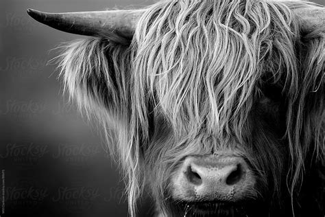 "Black And White Portrait Of A Highland Cow Looking At The Camera" by ...