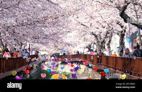 The wonderful cherry blossom festival in Yeojwacheon Stream, Jinhae, Changwon Stock Video ...