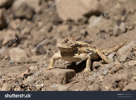 Horned Lizard Desert Stock Photo 141912724 | Shutterstock