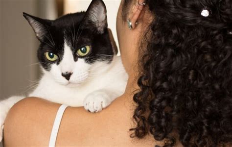 Cat Trilling: Why They Do It and What It Means | Great Pet Care