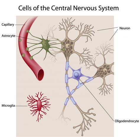 the nervous system brain labeled - ModernHeal.com