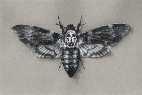 Death's Head Moth by Devin-Francisco on DeviantArt