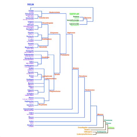 Classification of holozoans. Dendrogram depicting the herein proposed... | Download Scientific ...