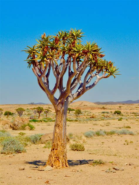 Namib Desert, Namibia | Desert landscaping, Travel planner, Namib desert