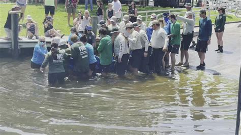 Florida manatee released back into wild after healthy recovery | wtsp.com