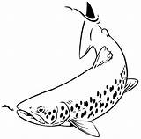 Brook Trout Coloring Page Sketch sketch template