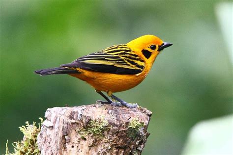 Yellow and Black Fairy-Wren