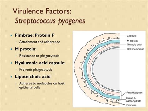 Virulence factors of Group-A Streptococcus - Overall Science