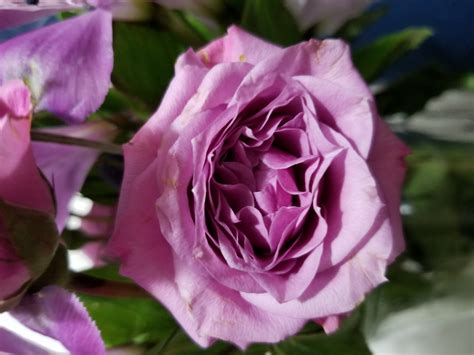 Lavender Rose Closeup Free Stock Photo - Public Domain Pictures