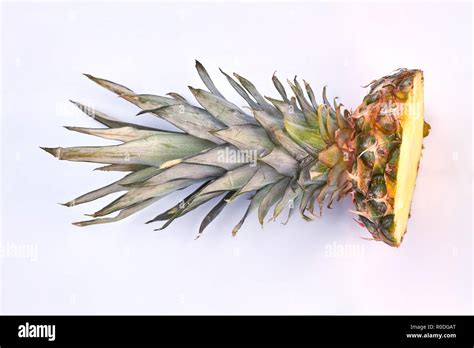 Pineapple crown on light background Stock Photo - Alamy