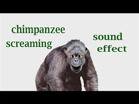 How A Chimpanzee Screaming / Sound Effect / Animation - YouTube