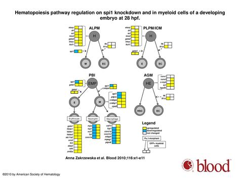 Macrophage-specific gene functions in Spi1-directed innate immunity - ppt download