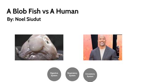 A Blob Fish vs A Human by Noel Siudut