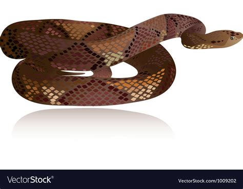 Snake3 Royalty Free Vector Image - VectorStock