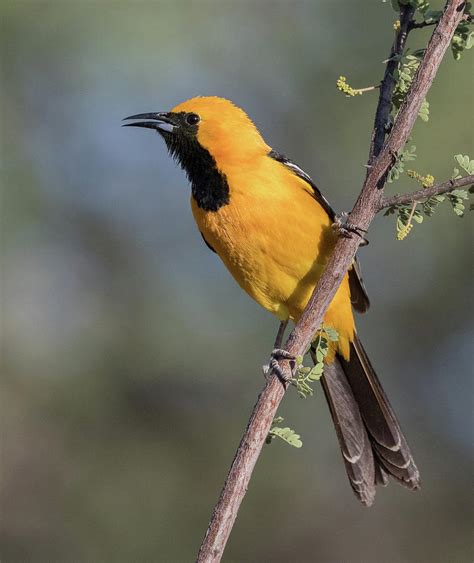 Hooded Oriole Male Photograph by Dee Carpenter