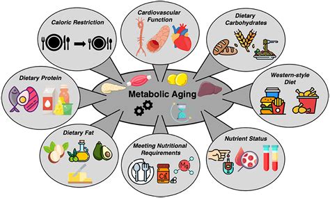 Frontiers | Editorial: Nutrition and metabolic aging