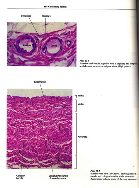 Essential histology [Introduction to histology] ; [Histology & How It ...