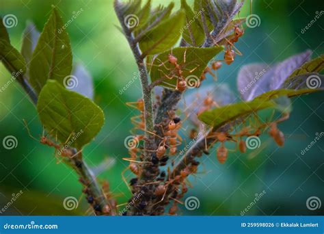 The Swarm Ants are Looking for Food Stock Photo - Image of tree, ants: 259598026