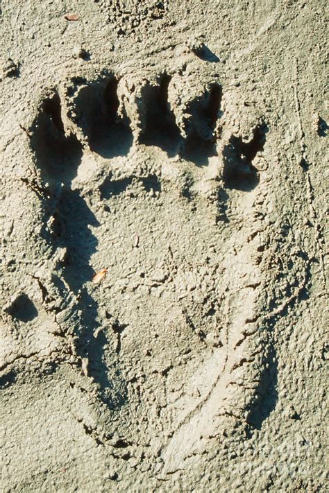 Grizzly bear track in soft mud. Photograph by Stephan Pietzko