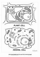 Animal Cell Coloring Sheet sketch template