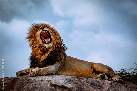 roaring male lion on rock Stock Photo | Adobe Stock