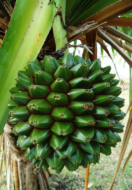 Palm Fruit in Barbados