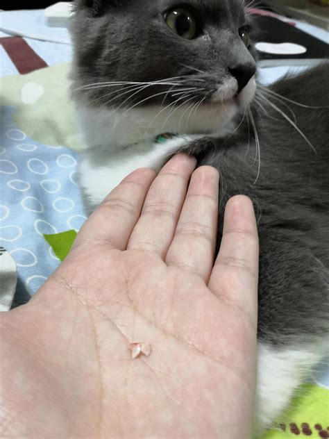 My kitten's baby teeth fell out. : r/mildlyinteresting