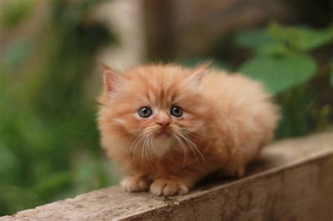 What Are The Different Types Of Persian Cats? | Persian Cat Corner