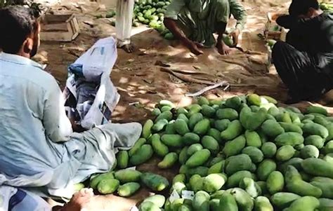 Mangoes From Farms of Mirpur Khas Are Short of Supply - News 360