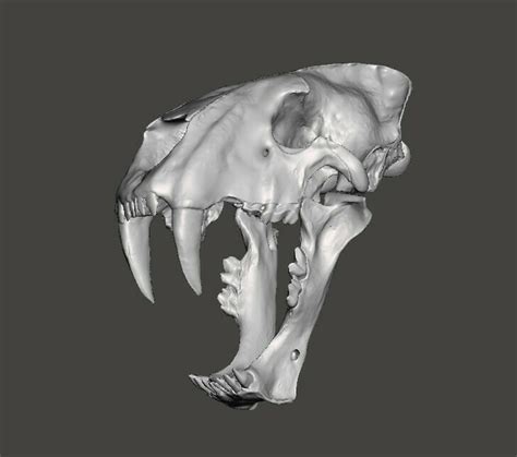 STL file Sabertooth cat Homotherium skull 🐱・3D printer model to ...