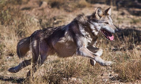 Mexican Wolf Captured Outside Recovery Zone to be Relocated | Outdoor Life