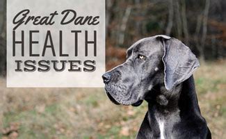 8 Great Dane Health Issues You Should Be Aware Of - Canine Journal (2022)