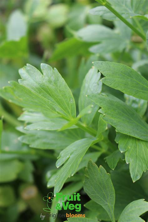 Lovage (Herb) - Grow Veg & Fruit by Brighter Blooms