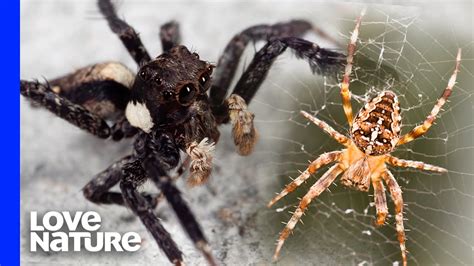 A Portia Jumping Spider Is A Spider’s Worst Nightmare - YouTube