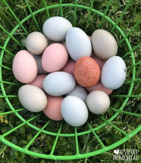 The Easiest Chicken Breed: Easter Eggers - Silver Homestead