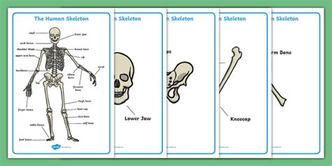 Skeleton Bones Labeled