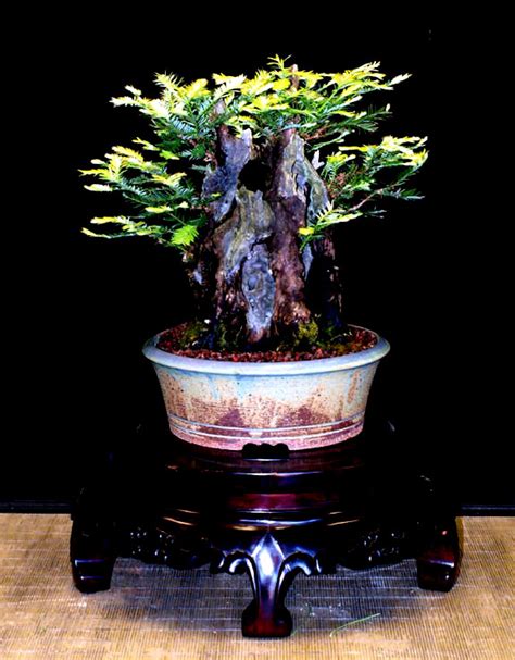 Redwood bonsai