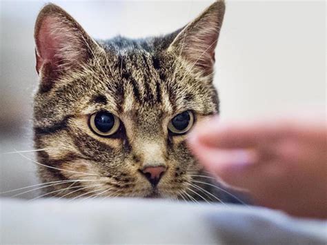 Kirchweyherin ist Verhaltensberaterin für Katzen – was sich dahinter ...