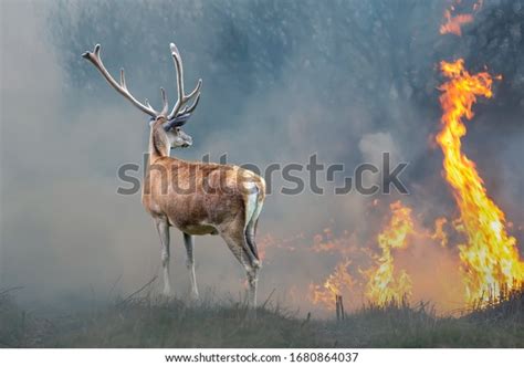 17,907 Forest Fire Animal Images, Stock Photos & Vectors | Shutterstock