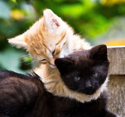 45 Irresistibly Cute Photos Of Animals Hugging That Will Make Your Day ...