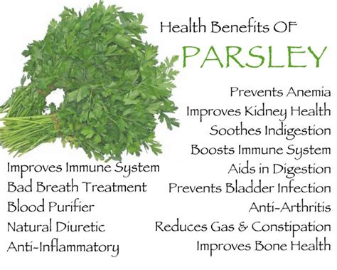 7 Health Benefits of Parsley You Might Not Know About